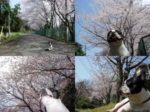 僕は桜より走ってるほうが好きだもん！！