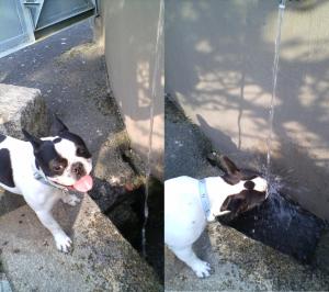 のどが渇きました～♪♪