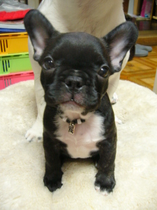 何でちゅか？？