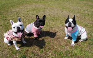 コタちゃんと遊んだですぅ♪