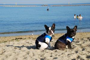 ぼくたちは別に泳ぎたくは無いです・・・