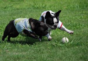 あたちが先ですぅ！！　僕が先だぁ！！