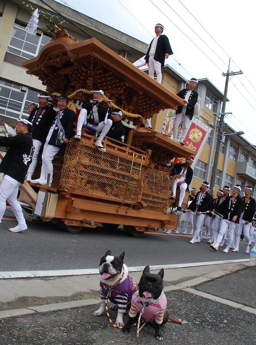 だんじりおっきいですぅ