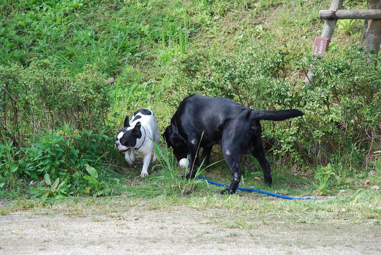 草むらだ～ｳﾍﾍｯ